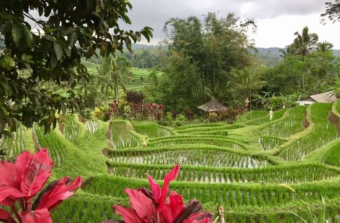 Jatiluwih-Rice-Fields-Entrance-Fee