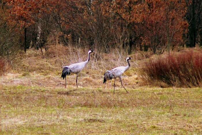 Kampinos National Park