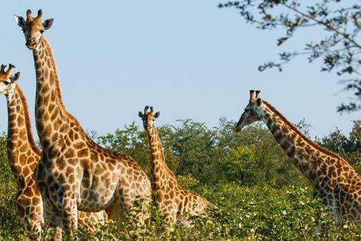 Kruger National Park