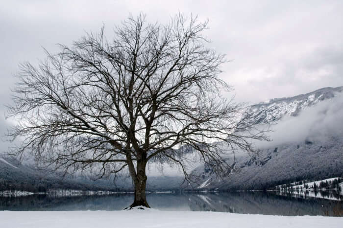 Lake Bohinj