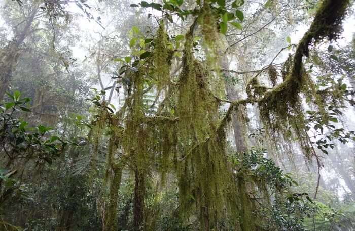 Lamington National Park View