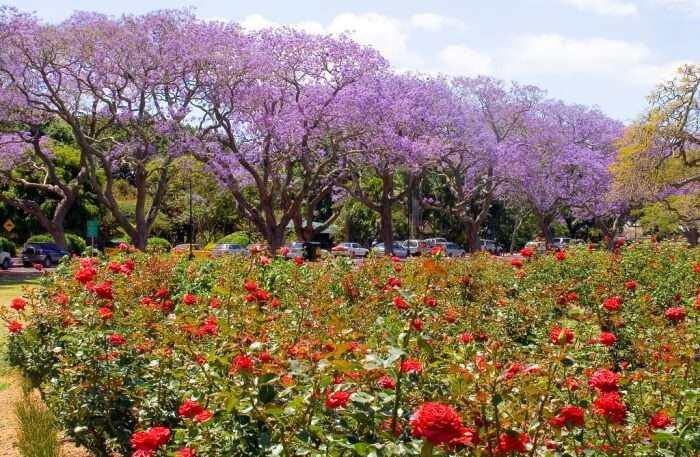 Ludwig’s Rose Farm