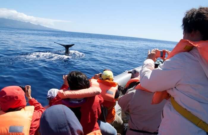 Luxury Whale Watching Cruise