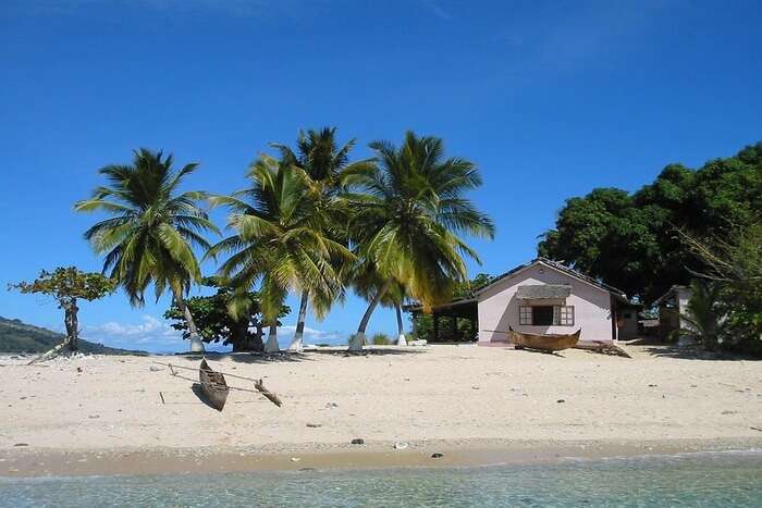 Tropic Island Coconut tree
