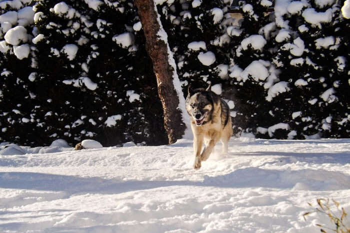 Make new furry friends at the Arctic Circle Husky Park