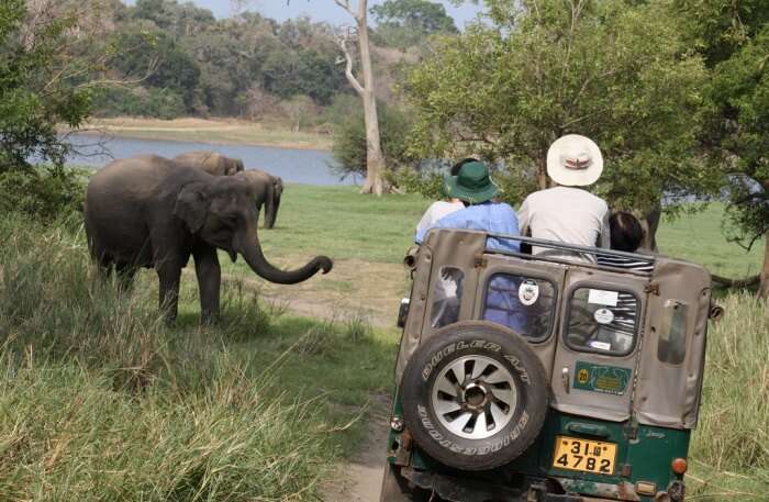 Elephant in National Park