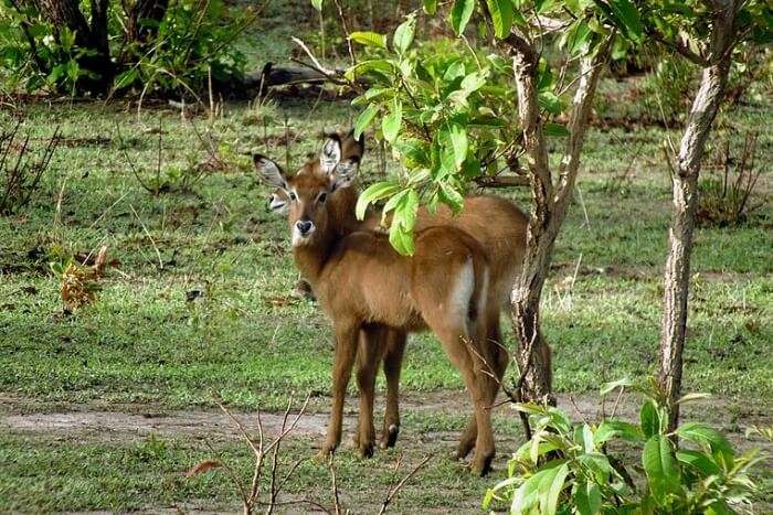 Mole National Park