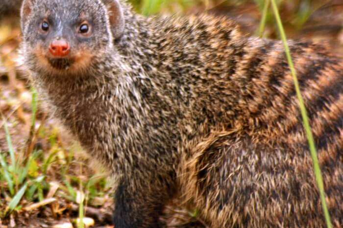 Mongooses