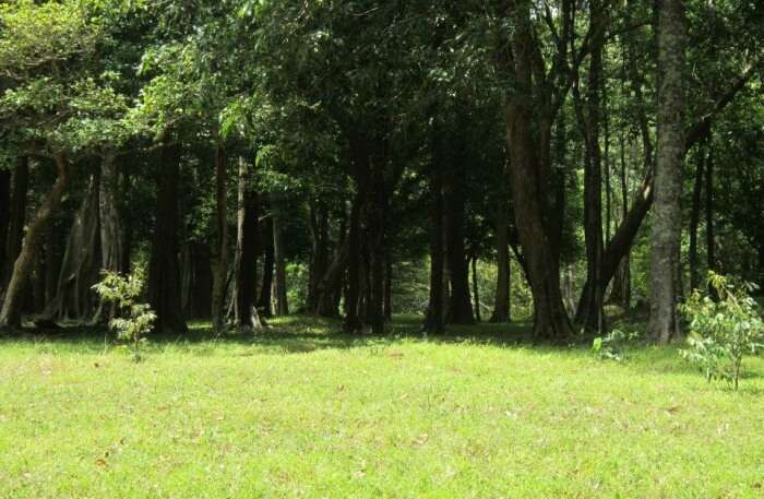 Long trees