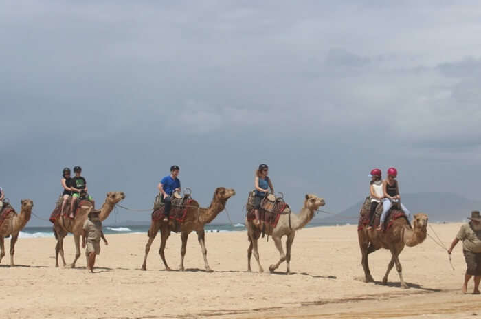 Port Macquarie Camel Safari