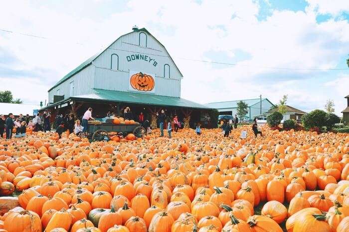 Pumpkin Fest at Downey’s Farm Market, Ontario