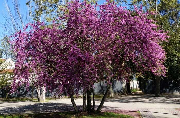 Quinta das Conchas e dos Lilales