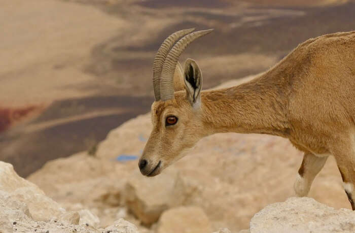 Ramon Crater