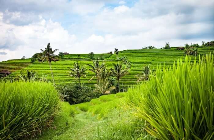 Rice Field Trekking