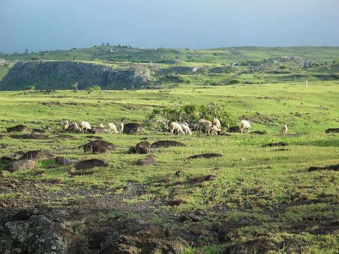 wildlife on rodrigues island