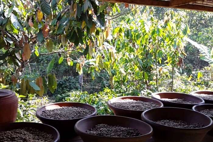 Satria Coffee Plantation