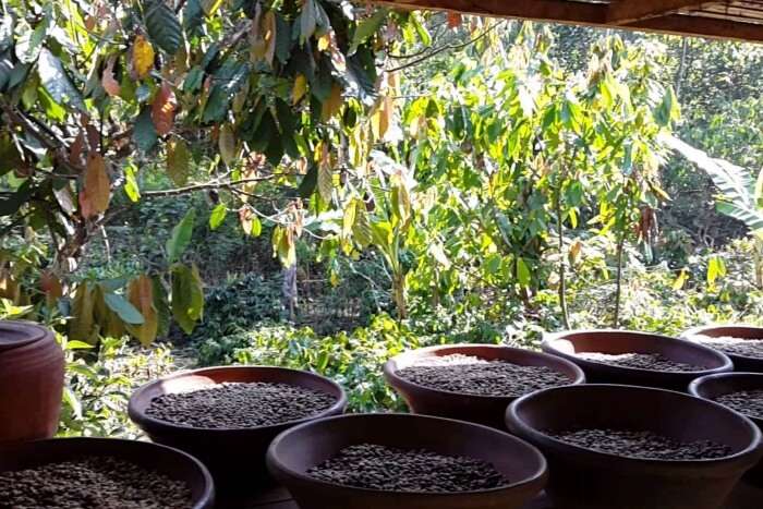 Satriya Coffee Plantation