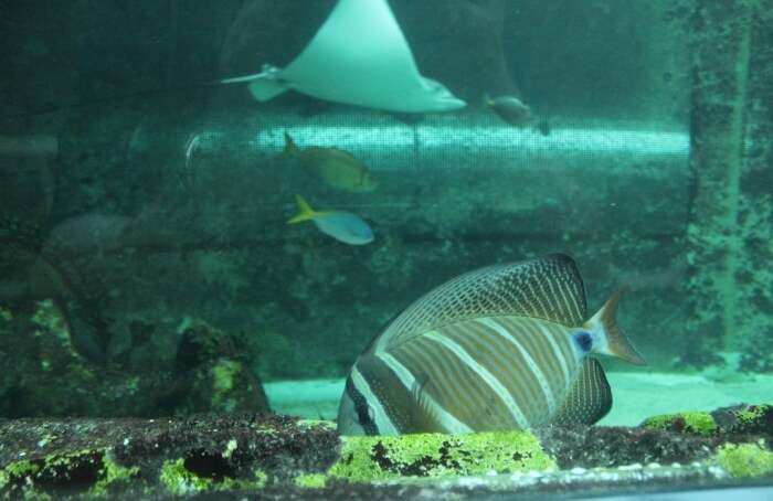 Sea Life Sydney Aquarium