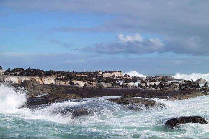 Seal Island in Africa