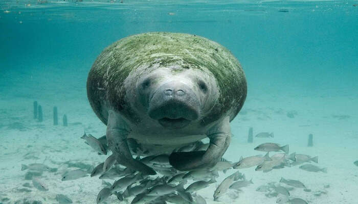 Seal Snorkeling View