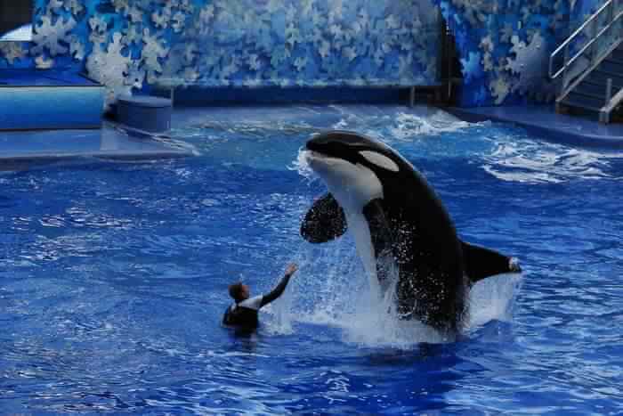 Dolphin jumping from water