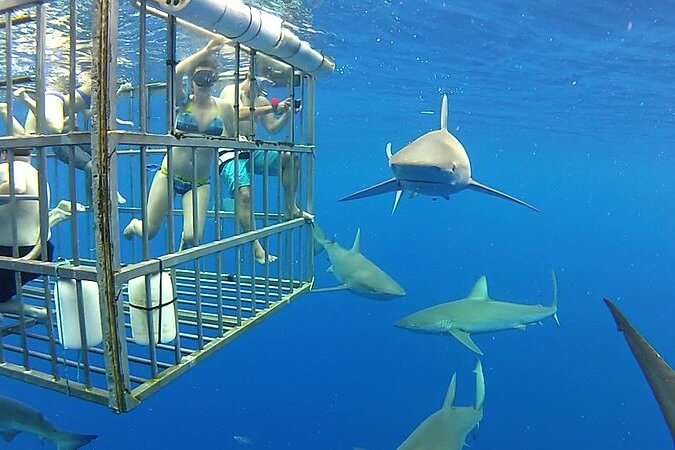 Shark Cage Diving