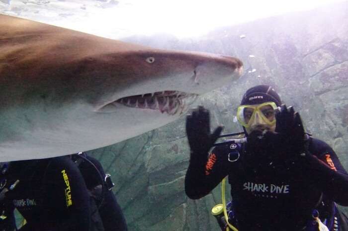 Shark Dive Xtreme