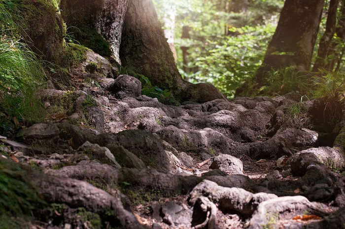 Sherbrooke Falls Trail