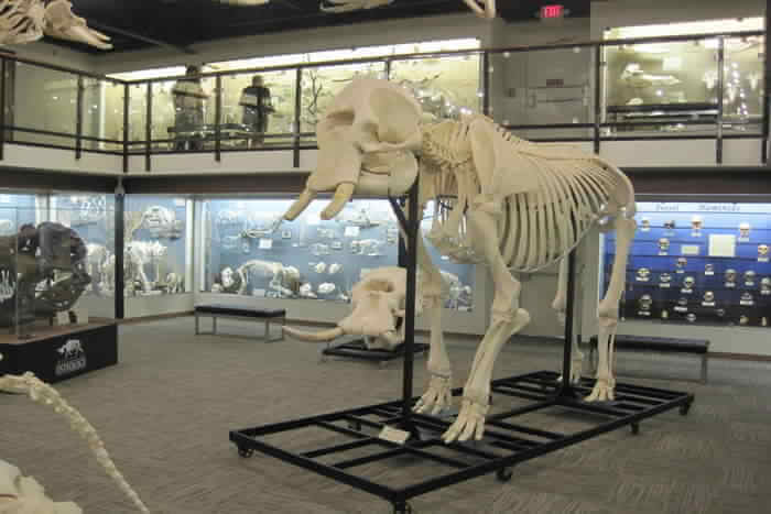 Skeleton of Dynasore