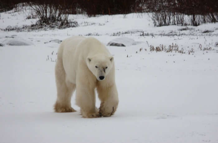 Spot the Churchill Polar Bears