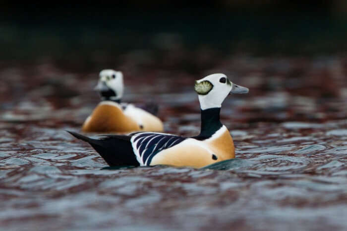 Steller’s Eider