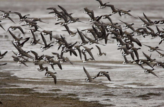 Bulk of birds flying