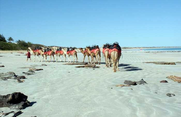 Sunset-Camel-Rides