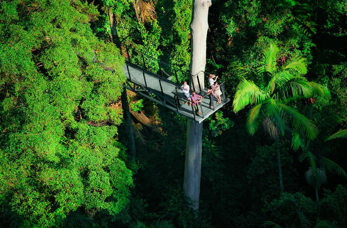 Tamborine Rainforest Skywalk