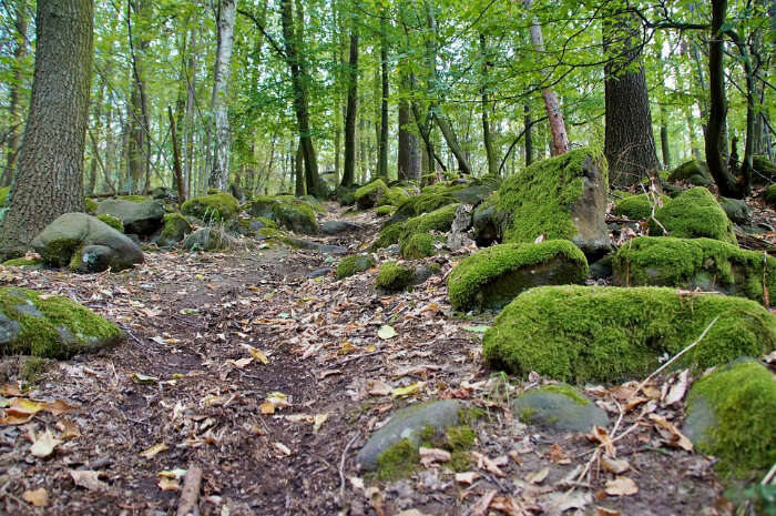 The Beeches Trail