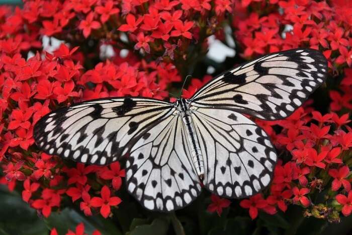 The Butterfly World