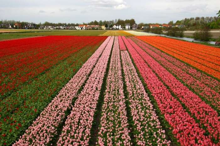 The Netherlands have a Short Tulip Season