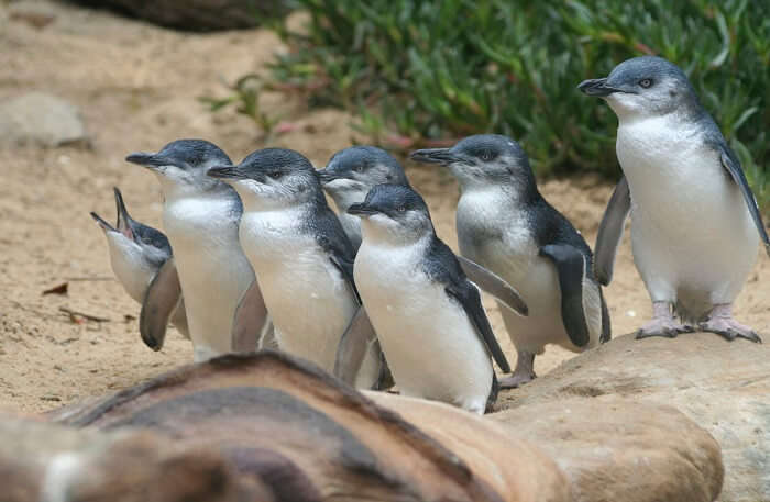 Penguins view