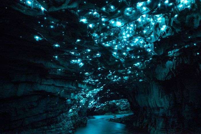 The Wonder Of Waitomo