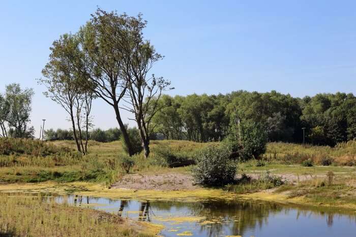 The Zwin Nature Reserve