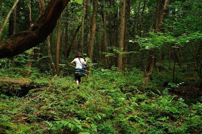 The suicide forest of Aokigahara