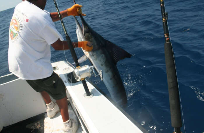 Fish catching view