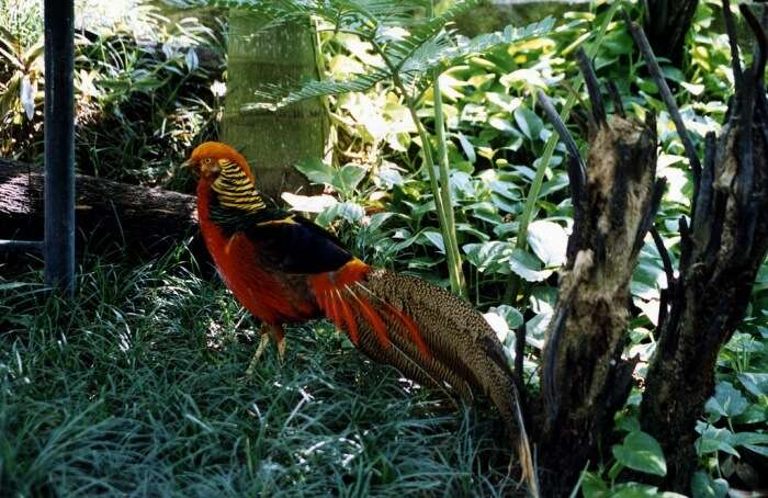 Tickets For Bali Bird Park