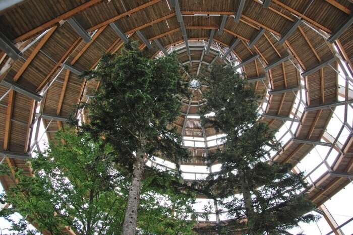 Treetop Treetop Path Tree Bavarian Forest