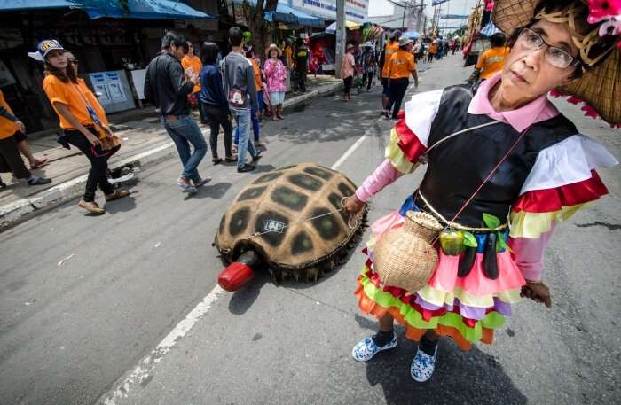 Turtle Festival