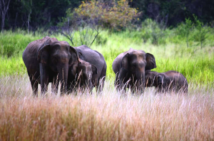 A Comprehensive Guide To Udawalawe National Park Sri Lanka