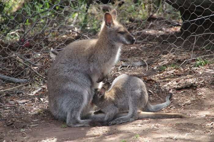Visit Bonorong Wildlife Sanctuary
