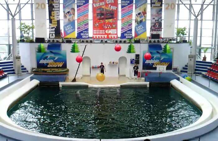 Visit Dolphinarium