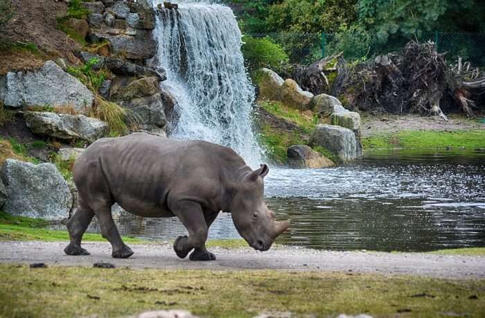 Visit Safari Niagara