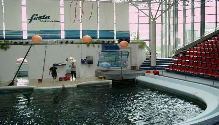 Visit The Most Amazing Dolphinarium